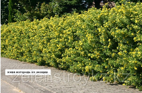 Порно камминг