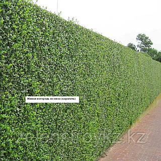 Ақымақ бейнемен секс