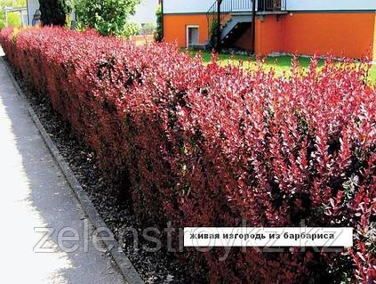 Свингерлердің сексуалдық порносы