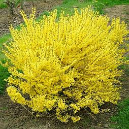 Форзиция «Goldzauber», С3