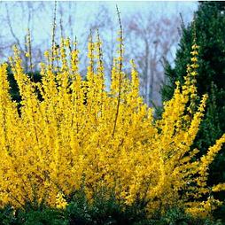 Форзиция Mikador	с3