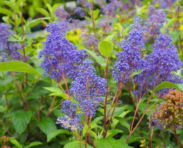 Цеанотус «Henri Defosse», С3,6, фото 1