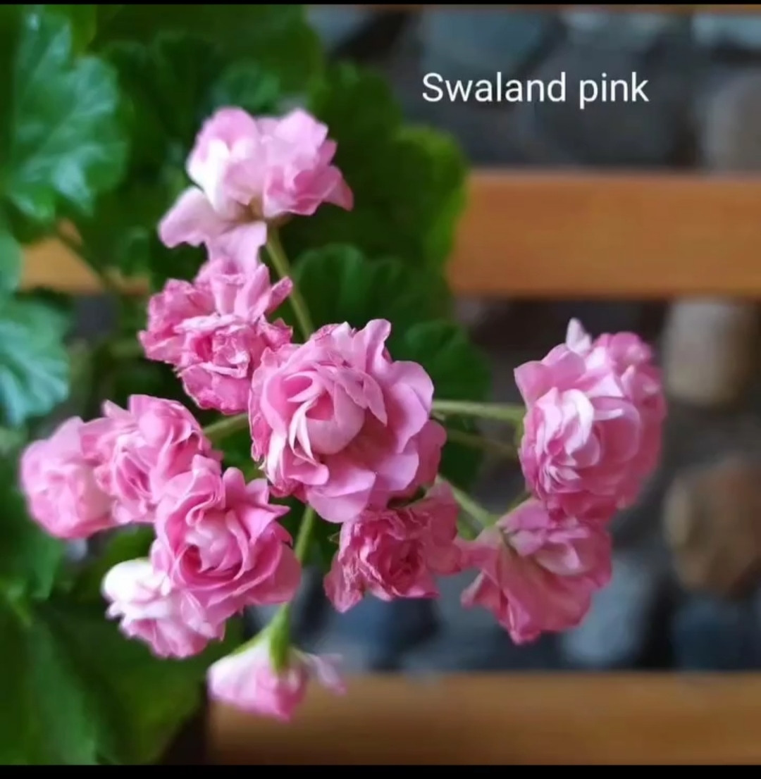 Зональная пеларгония  Swaland Pink (укоренённый черенок)