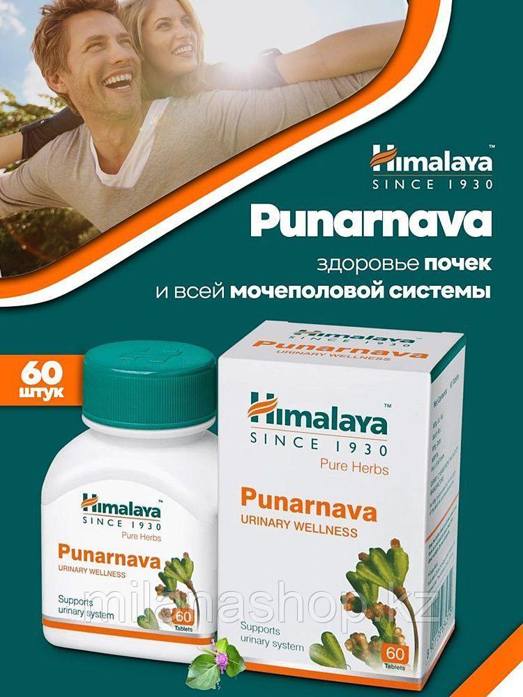 Пунарнава Хималая ( Punarnava Himalaya ) нормализует уровень сахара и кровяное давление 60 таб - фото 1 - id-p115277994