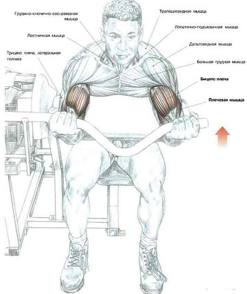 Силовой тренажер "Бицепс-машина"  AMA307, фото 2