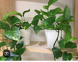 Сциндапсус вариегатный (укоренённый черенок)