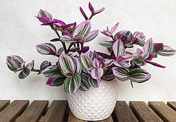 Традисканция Нанук (укоренённый черенок)