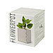 Горшочек для выращивания мяты с семенами (6-8шт) в коробке MERIN, биоразлагаемый материал, дерево, фото 2