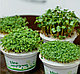 Набор для выращивания микрозелени. БАЗИЛИК, фото 4