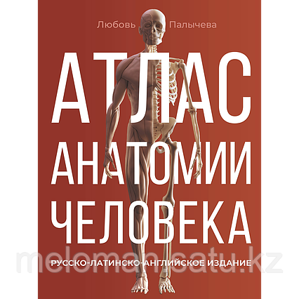 Палычева Л. Н.: Атлас анатомии человека. Русско-латинско-английское изд.