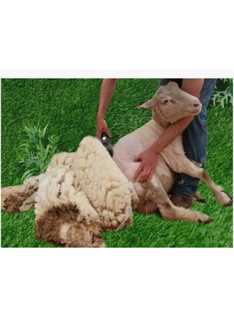 Луганск қаласының жалаңаш студенттері