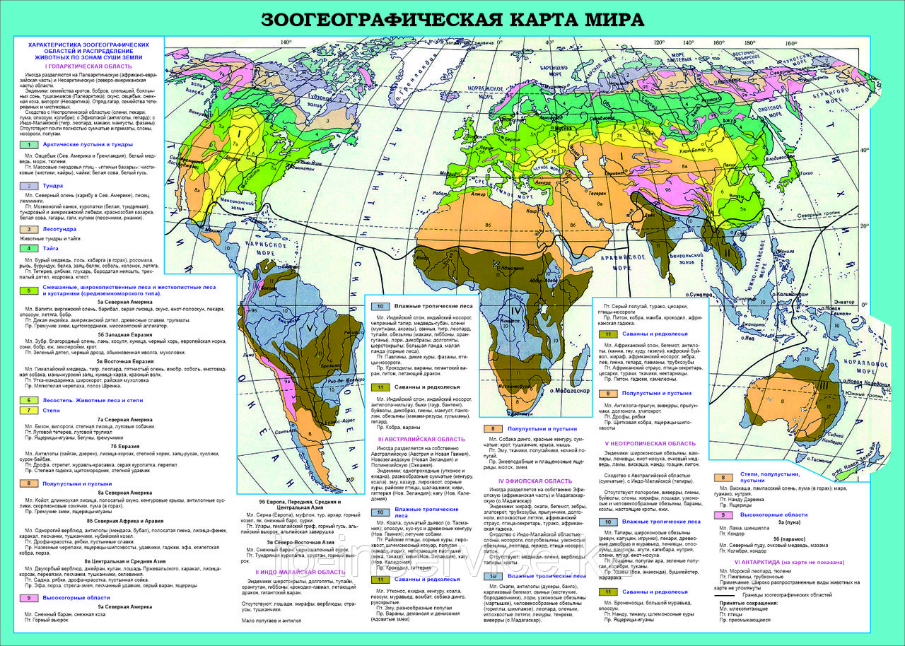 Карта Зоогеографическая карта мира