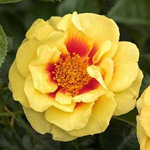 Роза Orienta Aylin