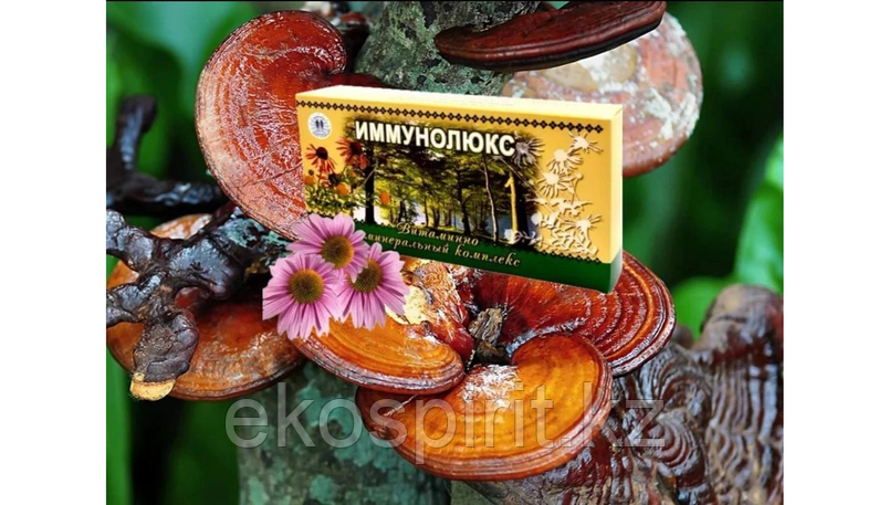 Иммунолюкс. Гриб рейши. Часть 1.
