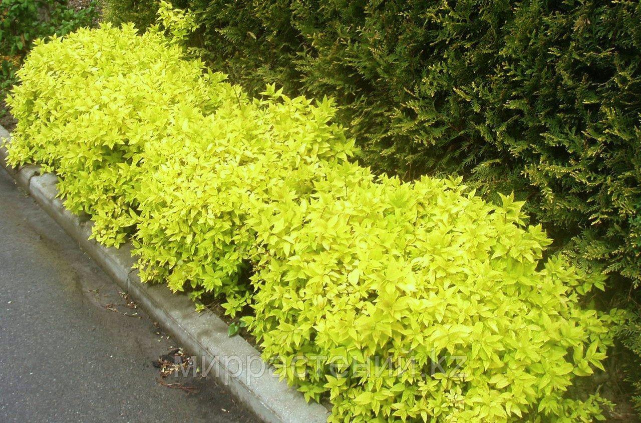 Спирея японская "Голден Карпет" (Golden Carpet) С2 - фото 2 - id-p115740792