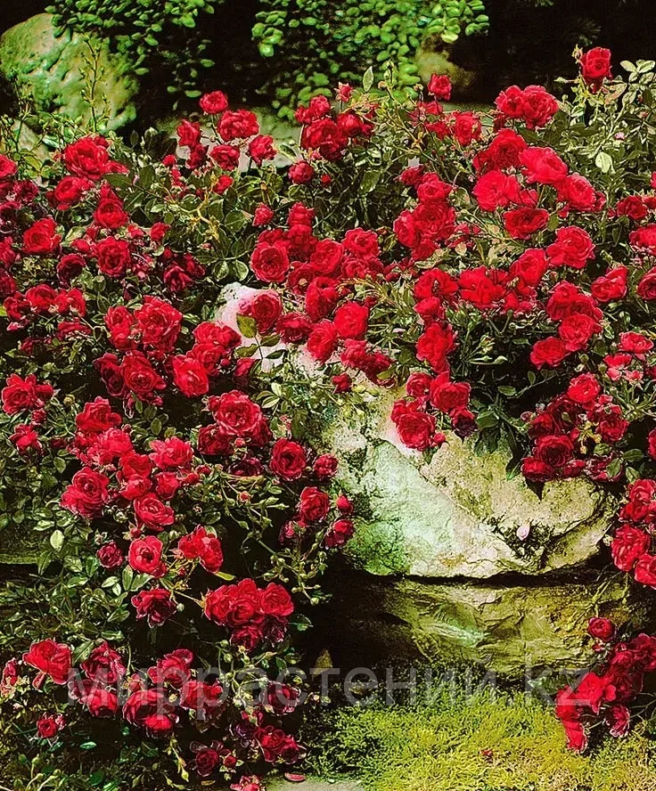 Роза почвопокровная Red Fairy