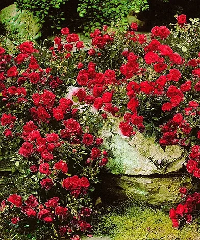 Роза почвопокровная Red Fairy, фото 2