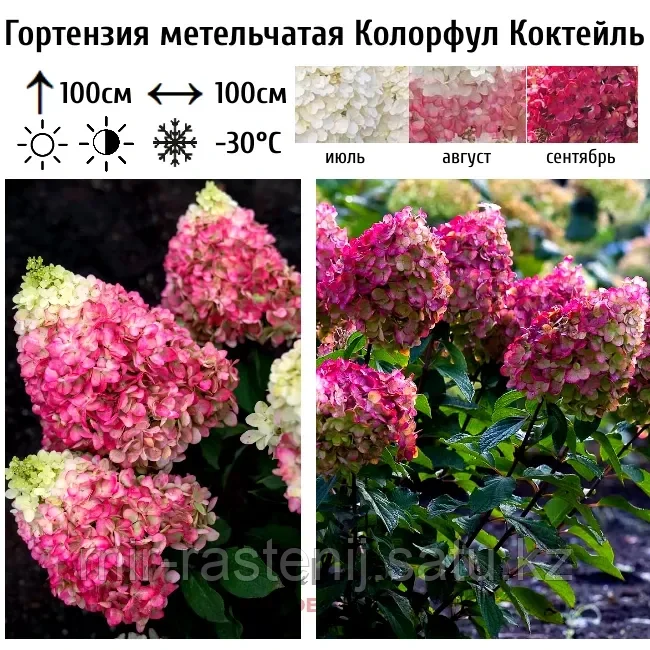 Гортензия Колорфул Коктейль (Living Colourful Coсtail) Новинка!!! С2 - фото 1 - id-p92017520