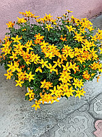 Биденс (укоренённый черенок)