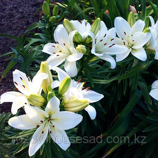 Әйелінің иесінің жеке суреті