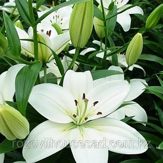 Ресейде порно қалай жасалады