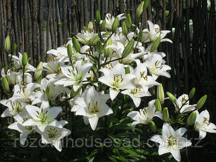 Орыс Франческа порно