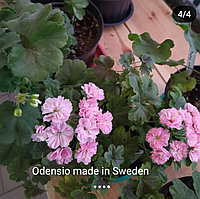 Зональная пеларгония Odensio made in Sweden (укоренённый черенок)