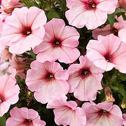 Петуния вегетативная Potunia™ Bubblegum адаптированный еврочеренок в 9м горшке