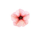 Петуния вегетативная Potunia™ Bubblegum адаптированный еврочеренок в 9м горшке, фото 3