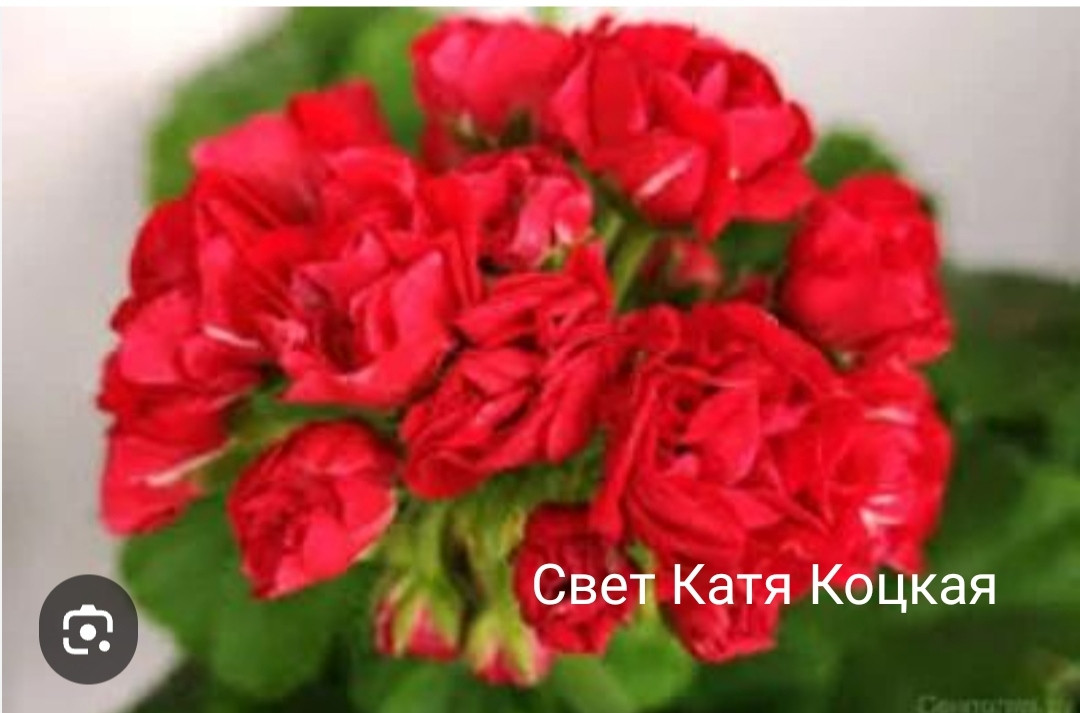 Пеларгония Свет Катя Коцкая ( молодой взрослый куст), фото 1