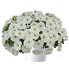 Петуния вегетативная Ray White адаптированный еврочеренок в 9м горшке, фото 6