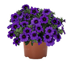 Калибрахоа  Bloomtastic Purple адаптированный еврочеренок в 9м горшке