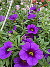 Калибрахоа  Bloomtastic Purple адаптированный еврочеренок в 7м горшке, фото 4