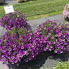 Калибрахоа  Bloomtastic Purple адаптированный еврочеренок в 9м горшке, фото 5