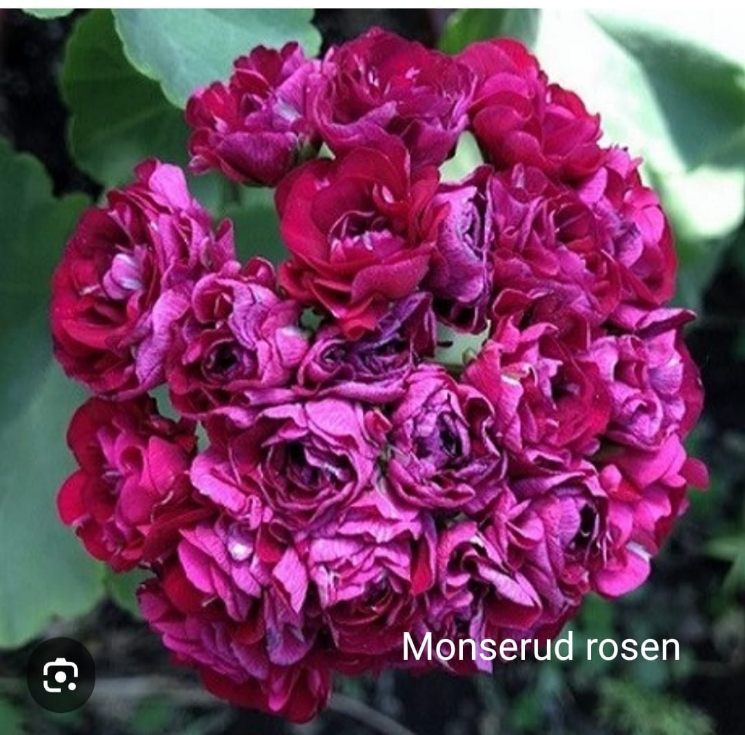 Пеларгония Monseruds Rosen (взрослый молодой куст)