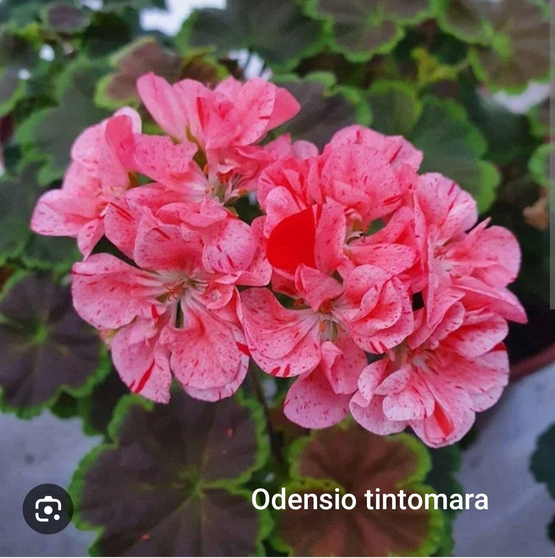 Пеларгония Odensio Tintomara, фото 1