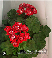 Пеларгония Vectis Rosebud (тамырланған сабақ)