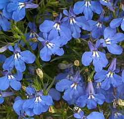 Lobelia erinus ANABEL® Blue адаптированный еврочеренок в 9м горшке