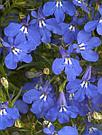 Lobelia erinus ANABEL® Blue адаптированный еврочеренок в 9м горшке, фото 2