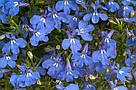 Lobelia erinus ANABEL® Blue адаптированный еврочеренок в 9м горшке, фото 3