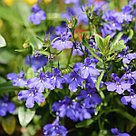 Lobelia erinus ANABEL® Blue адаптированный еврочеренок в 9м горшке, фото 4