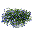 Lobelia erinus ANABEL® Blue адаптированный еврочеренок в 9м горшке, фото 5