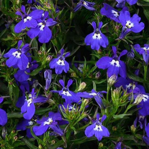 Lobelia erinus Glow™ Blue Volt адаптированный еврочеренок в 7м горшке