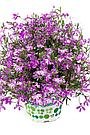 Lobelia hybrid Rift Purple адаптированный еврочеренок в 9м горшке, фото 2