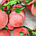 Искусственные фрукты связка персики 55 см, фото 5