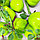 Искусственные фрукты связка груши 60 см зеленые, фото 4