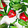 Искусственные фрукты яблоки 260 см подвесные красные, фото 7