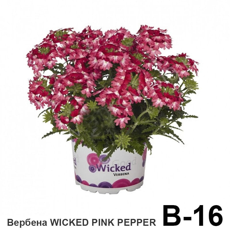 Вербена Weeked Pink Pepper (укоренённый черенок)