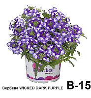 Weeked Dark purple вербенасы (тамырланған сабақ)