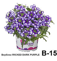 Вербена Weeked Dark purple (укоренённый черенок)